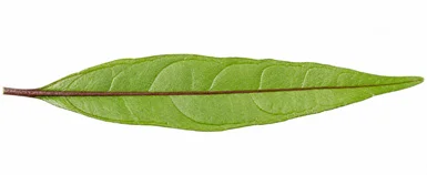 Justicia gendarussa leaves