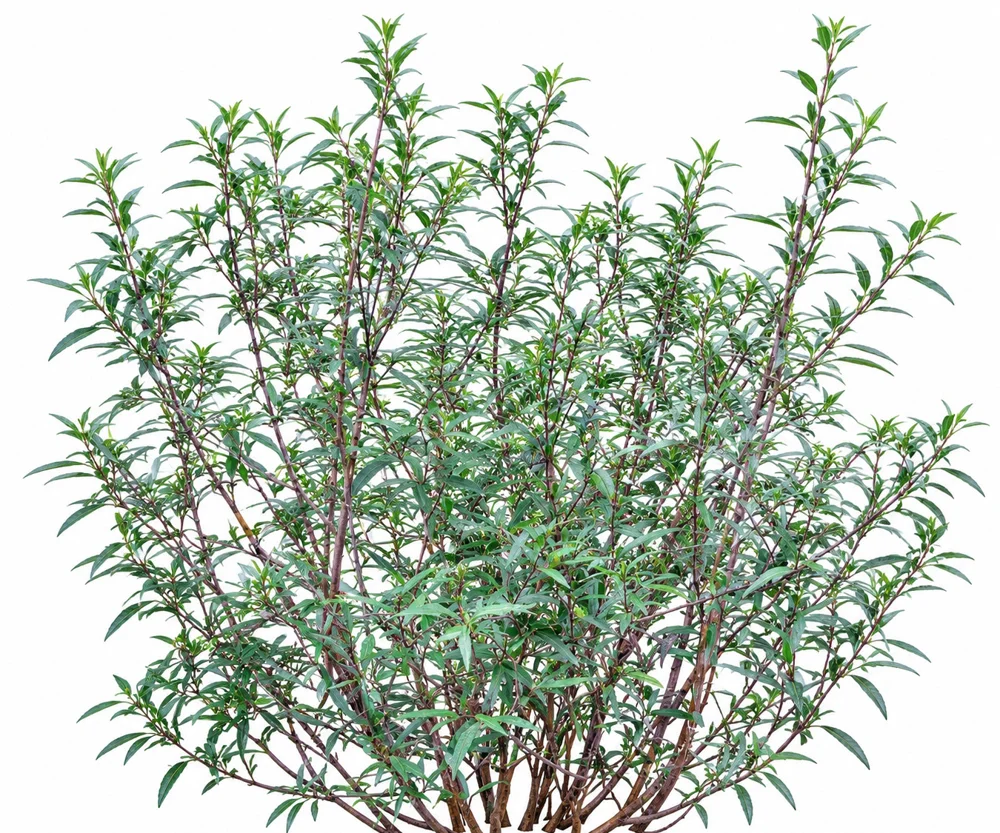 Asian Water-willow