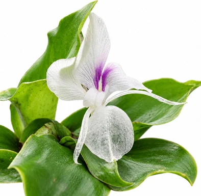 Kaempferia galanga flower
