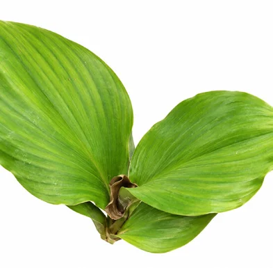 Kaempferia galanga leaves