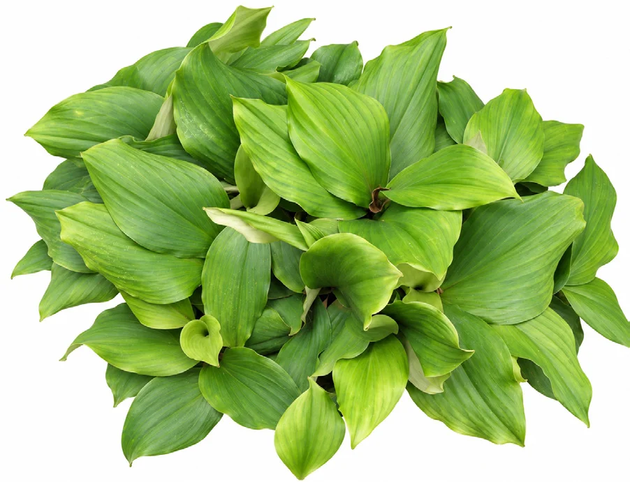 Aromatic Ginger