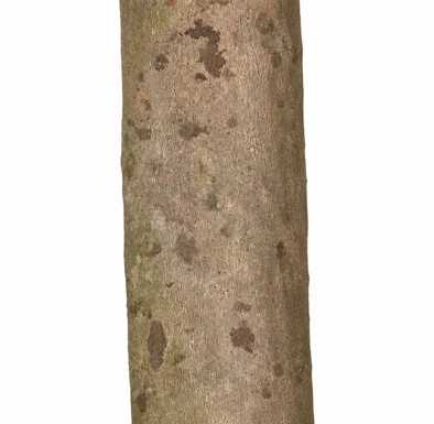 Knema andamanica bark