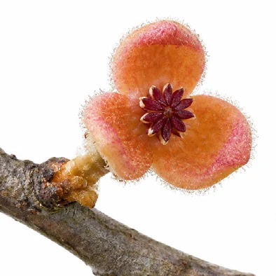 Knema andamanica flower