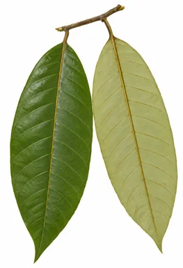Knema andamanica leaves