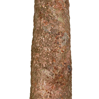 Knema attenuata bark