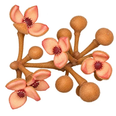 Knema attenuata flower