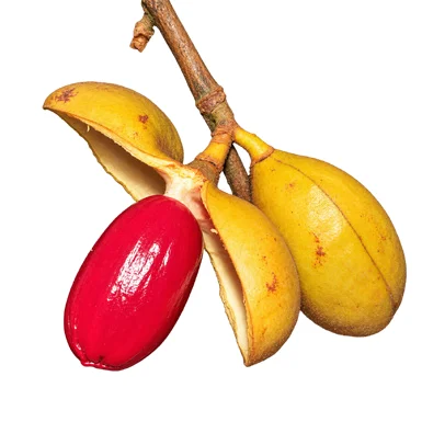 Knema attenuata fruit / seeds