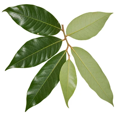 Knema attenuata leaves