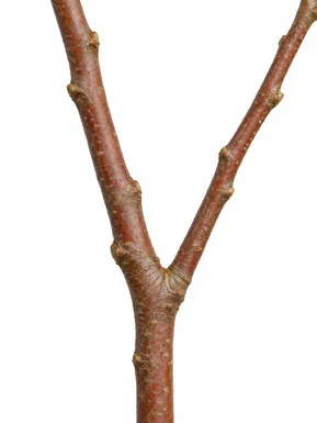 Lagerstroemia hypoleuca bark