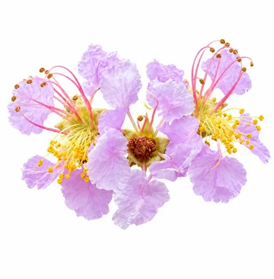 Lagerstroemia hypoleuca flower