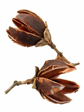Lagerstroemia hypoleuca fruit / seeds