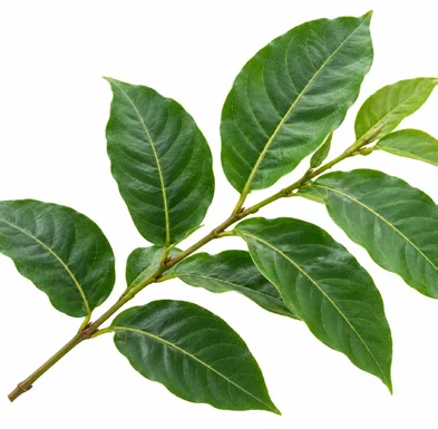 Lagerstroemia hypoleuca leaves