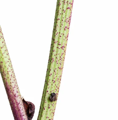 Leea indica bark
