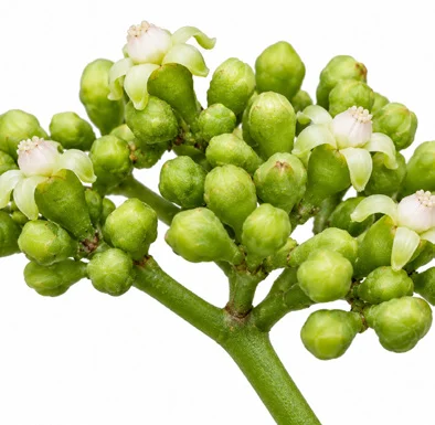 Leea indica flower