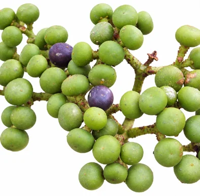Leea indica fruit / seeds