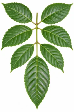 Leea indica leaves