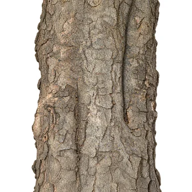 Lepisanthes tetraphylla bark