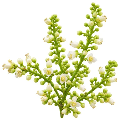 Lepisanthes tetraphylla flower