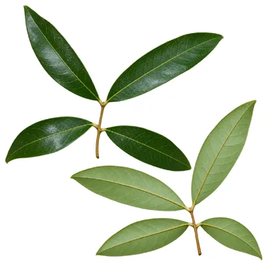 Lepisanthes tetraphylla leaves