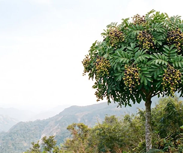 Wild Aphania