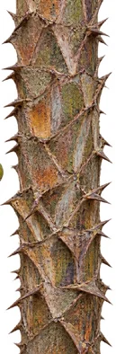 Licuala spinosa bark