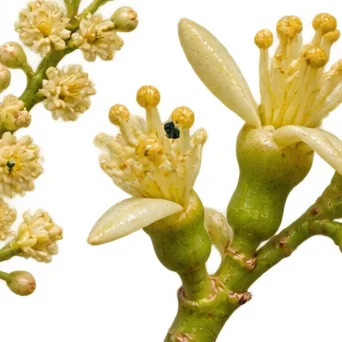 Licuala spinosa flower