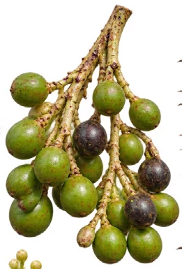 Licuala spinosa fruit / seeds
