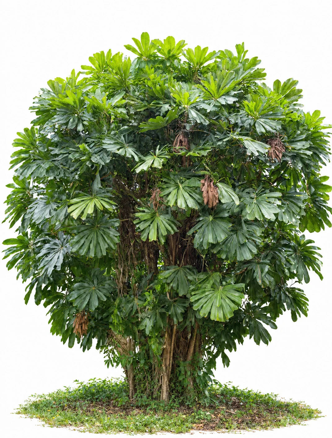 Mangrove Fan Palm
