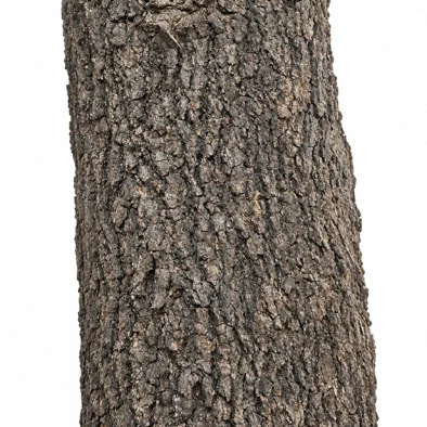 Limonia acidissima bark