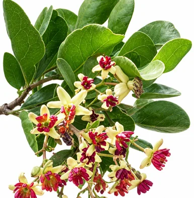 Limonia acidissima flower