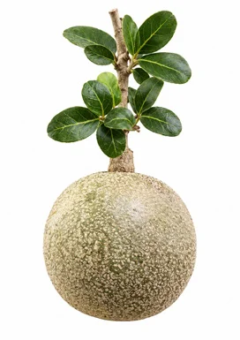 Limonia acidissima fruit / seeds