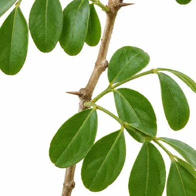 Limonia acidissima leaves