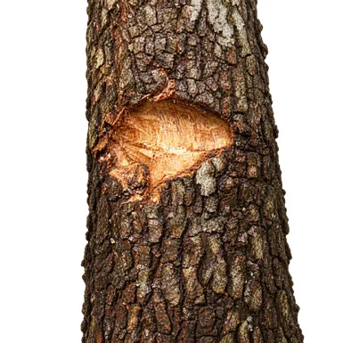 Litsea glutinosa bark