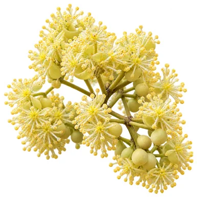 Litsea glutinosa flower