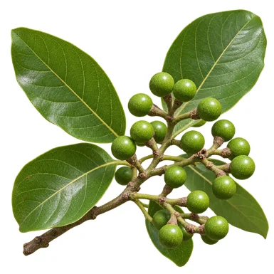 Litsea glutinosa fruit / seeds