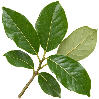 Litsea glutinosa leaves