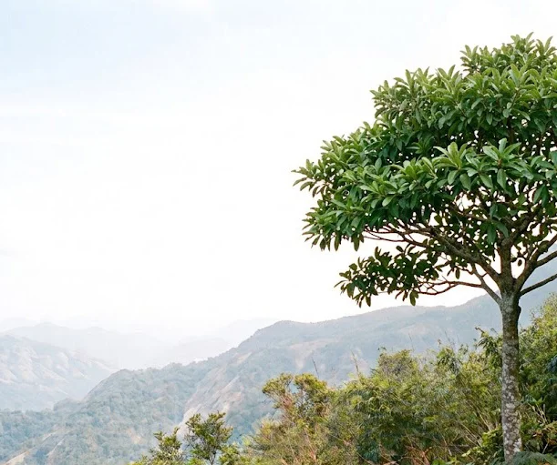 Indian Laurel