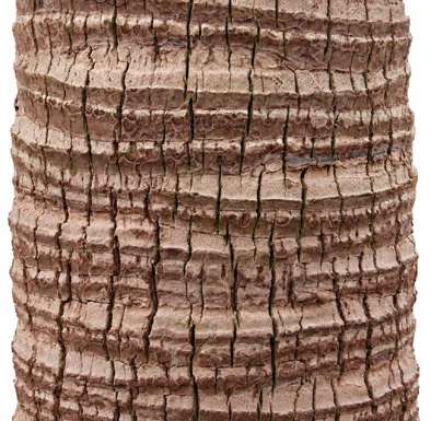 Livistona chinensis bark