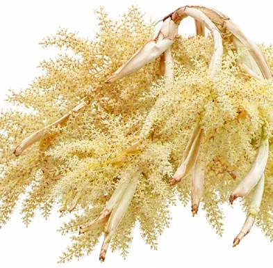 Livistona chinensis flower