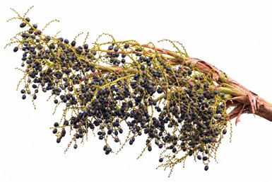 Livistona chinensis fruit / seeds
