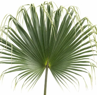 Livistona chinensis leaves