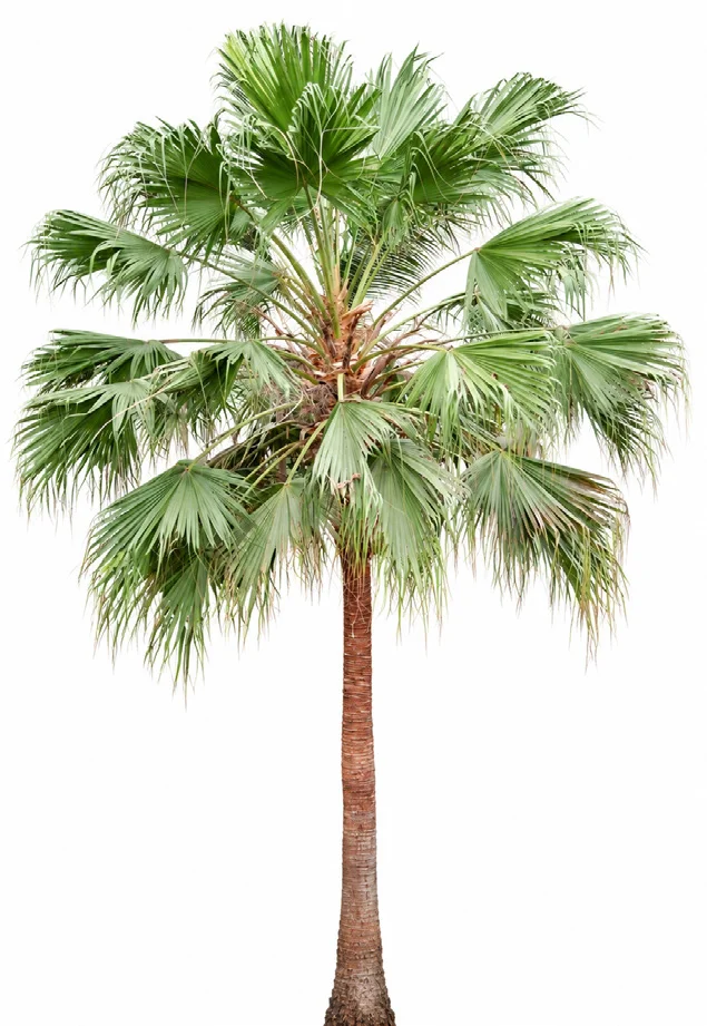 Chinese Fan Palm