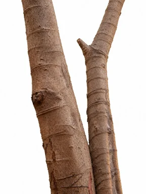 Macaranga peltata bark