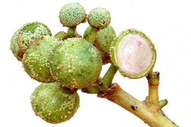Macaranga peltata fruit / seeds