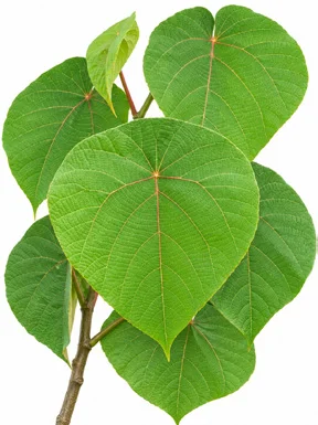 Macaranga peltata leaves