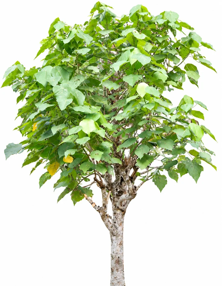 Shield-Leaf Tree