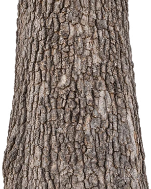 Madhuca longifolia bark
