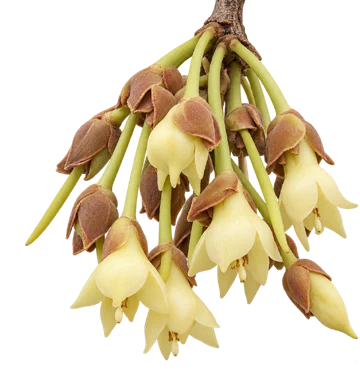 Madhuca longifolia flower