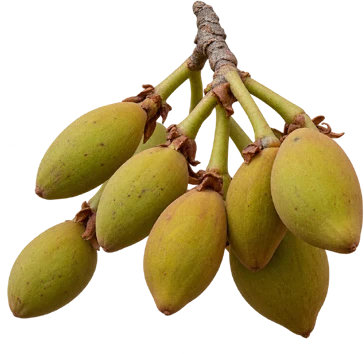 Madhuca longifolia fruit / seeds