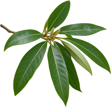 Madhuca longifolia leaves